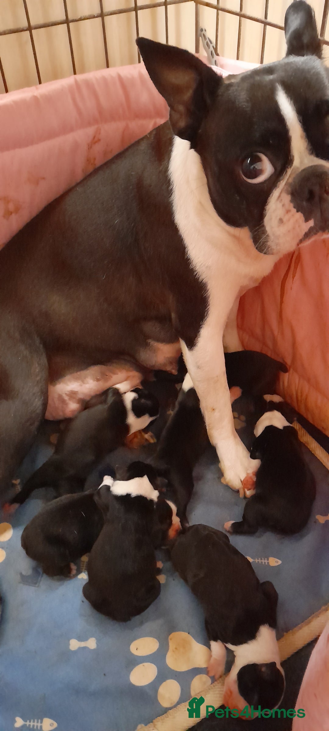 Boston Terrier dogs for sale: Stunning boston terrier puppies - Image 4