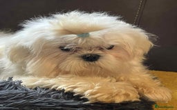 Maltese dogs for sale: Beautiful Korean Maltese in Barnstaple - Image 6