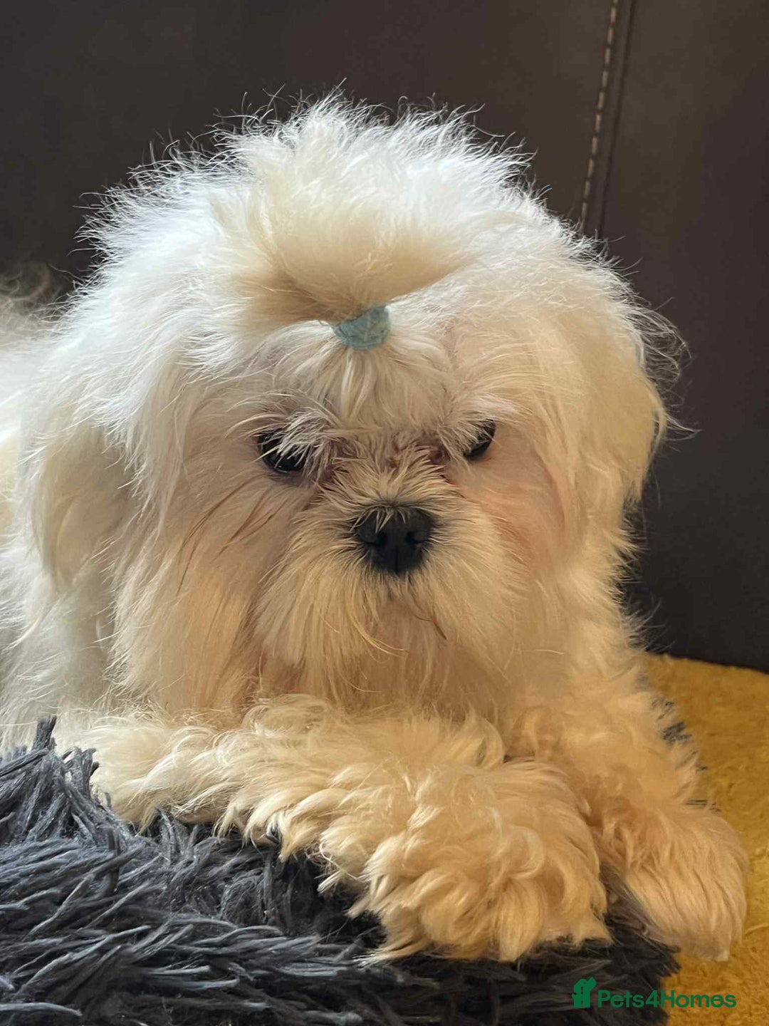 Maltese dogs for sale: Beautiful Korean Maltese in Barnstaple - Image 6