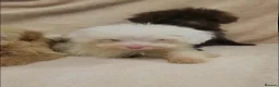 Cavapoo dogs for sale: F1B Cavapoo puppies - Advert 11