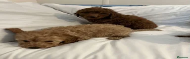 Cavapoo 2