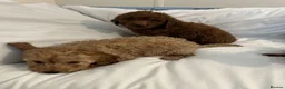 Cavapoo dogs for sale: Cavapoo puppies  in Glasgow - Advert 3