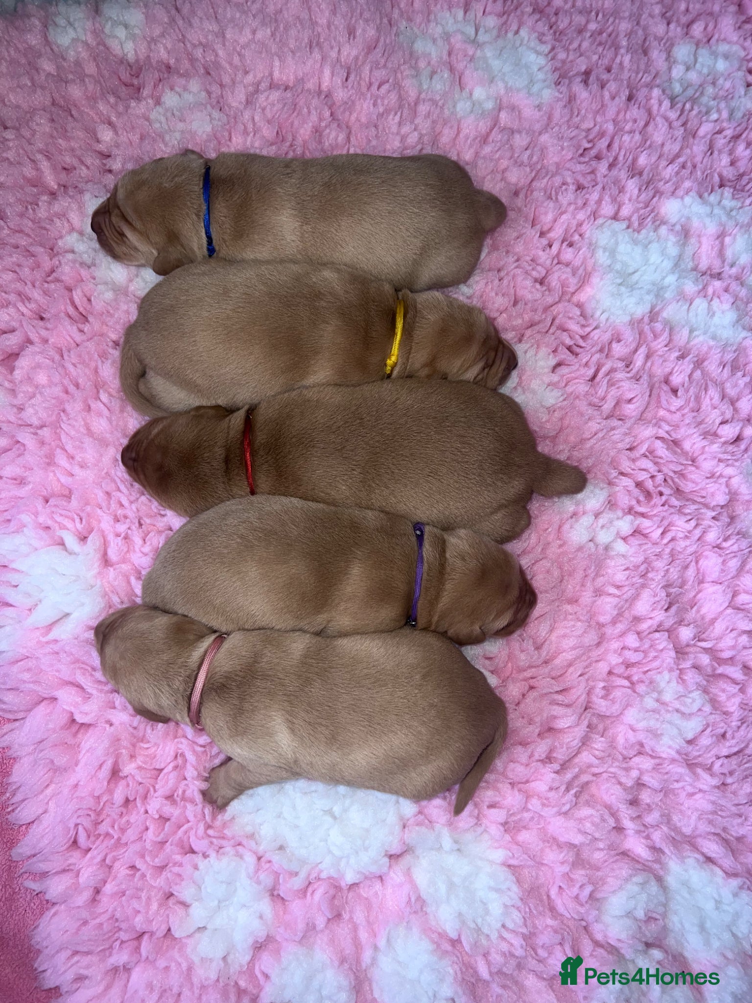Labrador Retriever dogs **Outstanding puppy Labs** - Advert 1