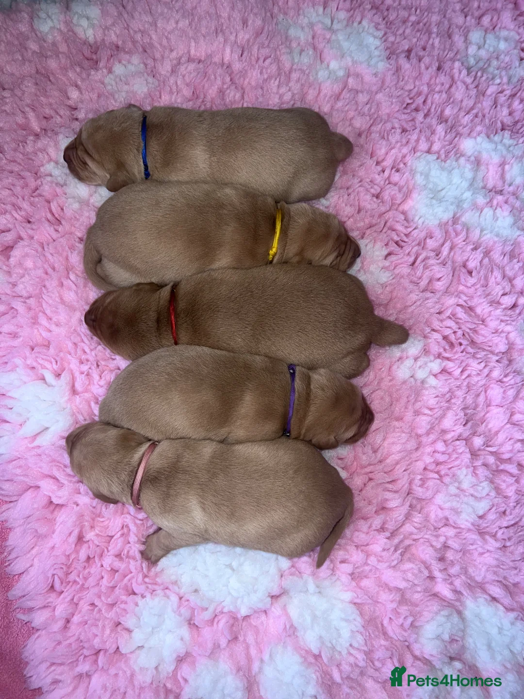 Labrador Retriever dogs for sale: **Outstanding puppy Labs** - Advert 1