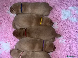 Labrador Retriever dogs **Outstanding puppy Labs** - Advert 1