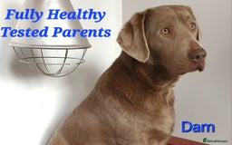 Labrador Retriever dogs for sale: Gorgeous KC Silver Labrador Puppies. - Image 14