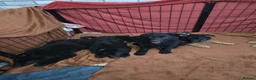German Shepherd dogs for sale: 9 beautiful german shepards looking for a home - Advert 12