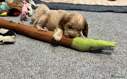 Cocker Spaniel dogs for sale: Beautiful show type puppies  - Image 15