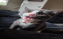 Domestic Shorthair cats for sale: Beans looking for a forever home  - Image 2