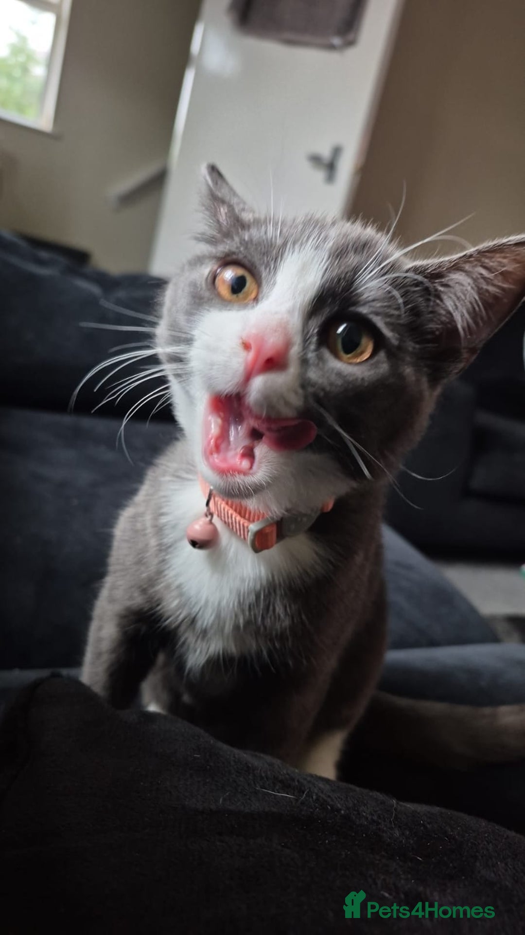 Domestic Shorthair cats for sale: Beans looking for a forever home  - Image 2