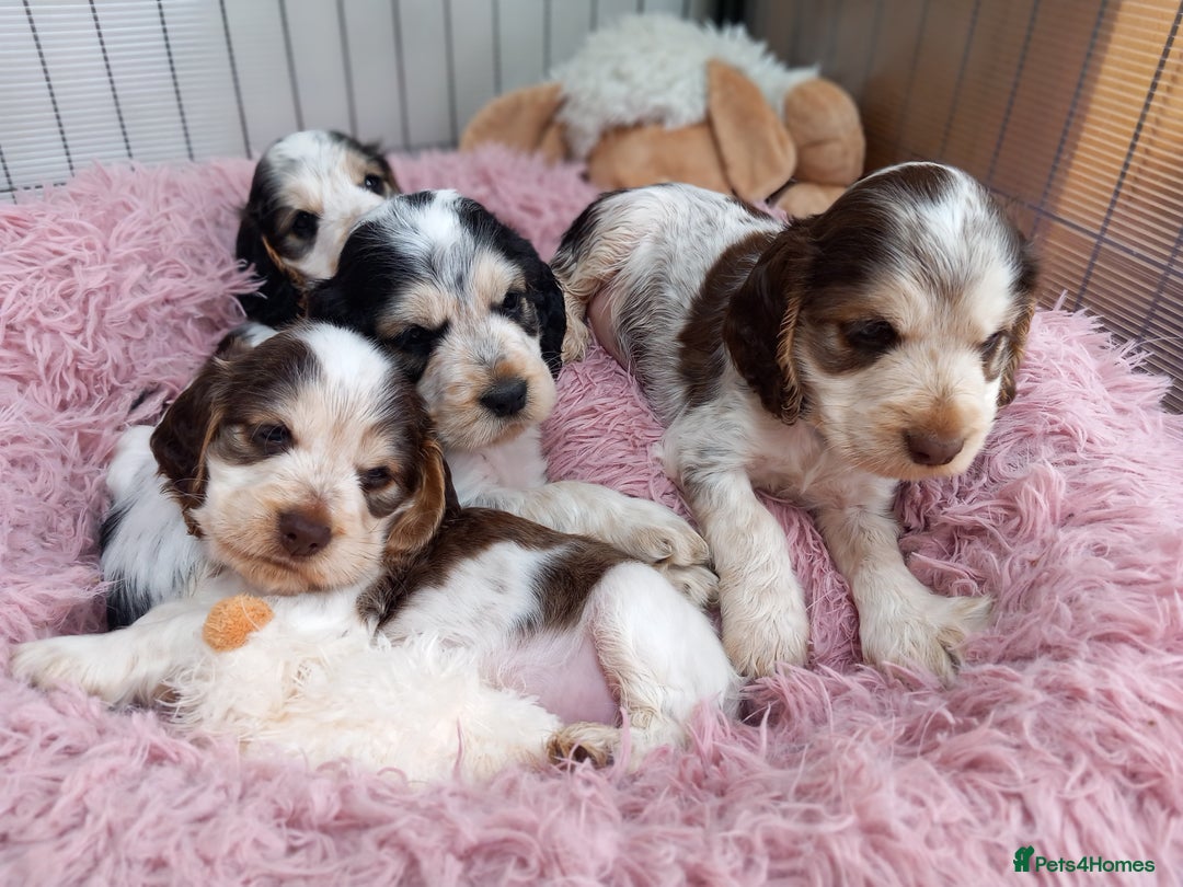 Cocker Spaniel dogs for sale: Stunning Show cocker spaniel puppies Health tested - Image 19