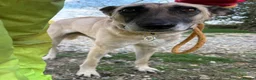 Mixed Breed dogs for adoption: Asha - Norwich Norfolk  - Advert 7