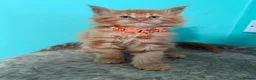 Maine Coon cats for sale: Beautiful Maine Coon Kittens – Ready to Reserve - Advert 16