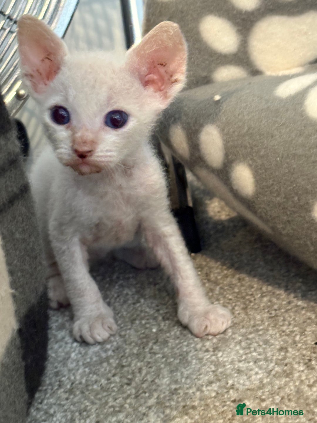Sphynx cats for sale: Sphynx Kittens ready to go now! - Image 12