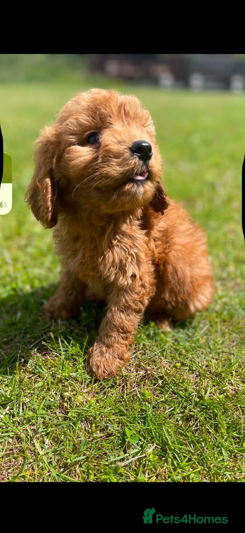 Cockapoo dogs READY TO LEAVE BEAUTIFUL MINIATURE COCKERPOOS  - Advert 11