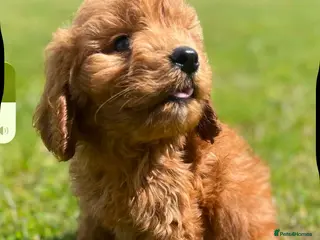 Cockapoo dogs READY TO LEAVE BEAUTIFUL MINIATURE COCKERPOOS - Advert 11