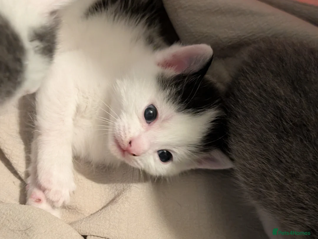 Domestic Shorthair cats for sale: Litter of kittens looking for their forever home - Advert 16