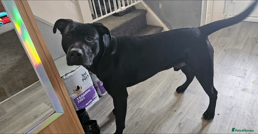 Mixed Breed dogs for sale: German shepherd x staff male - Advert 3