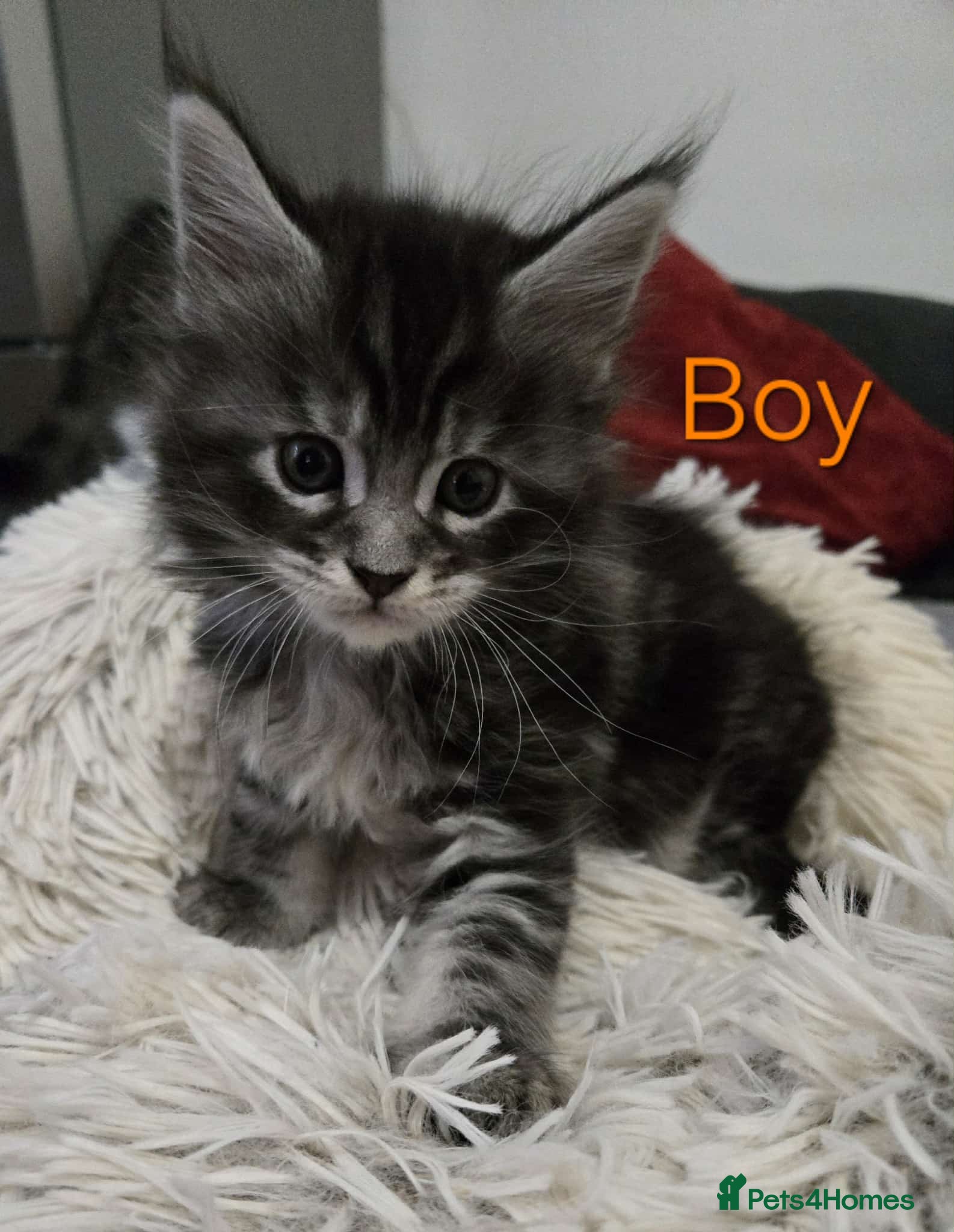 Maine Coon cats 2 Maine coon kittens. - Advert 18