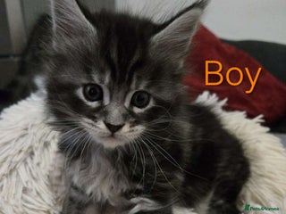 Maine Coon cats 2 Maine coon kittens. - Advert 4