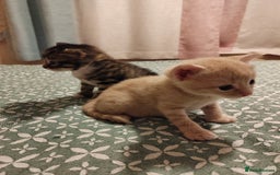 Mixed Breed cats for sale: 6 Gorgeous Kittens Looking for Forever Homes  - Image 30