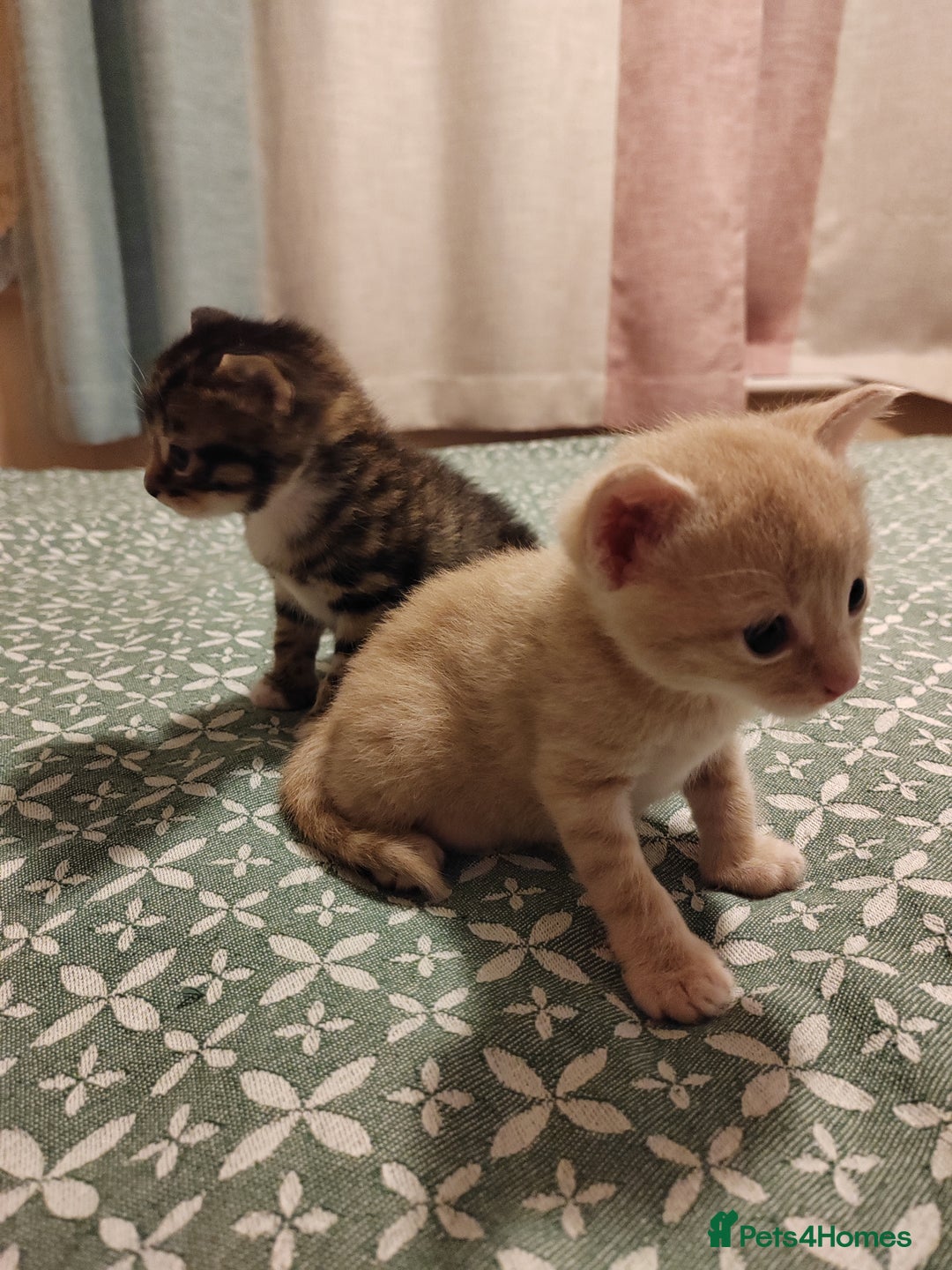 Mixed Breed cats for sale: 6 Gorgeous Kittens Looking for Forever Homes  - Image 30