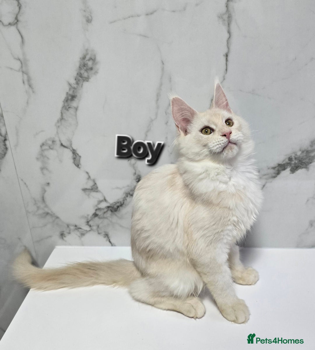 Maine Coon cats for sale: Reduced price- Last 2x Kittes - TICA MaineCoon - Image 31