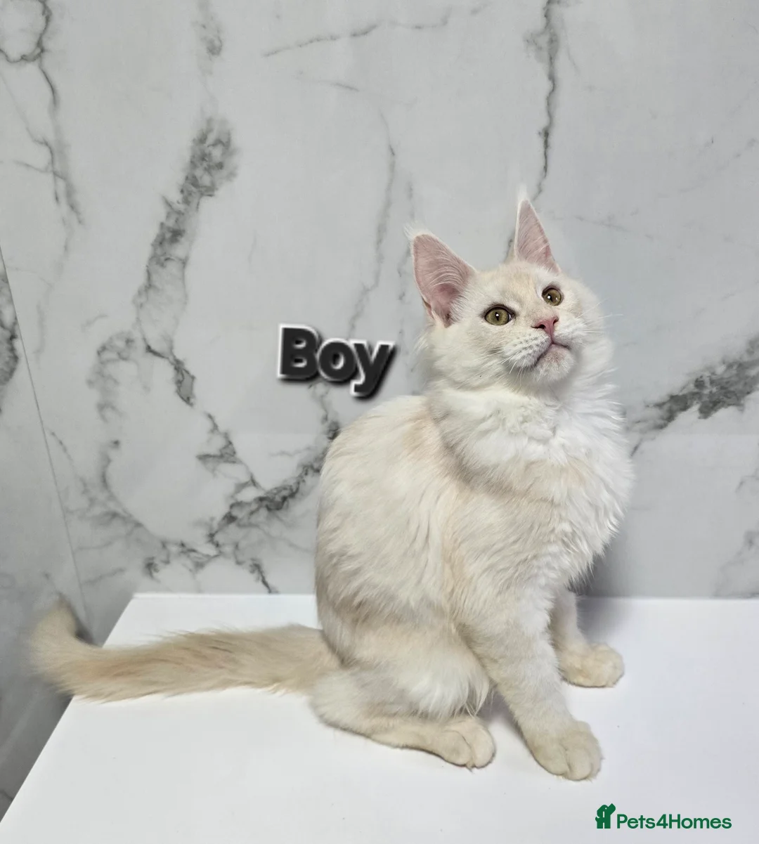 Maine Coon cats for sale: TICA MaineCoon Boy - Neutered  - Advert 30