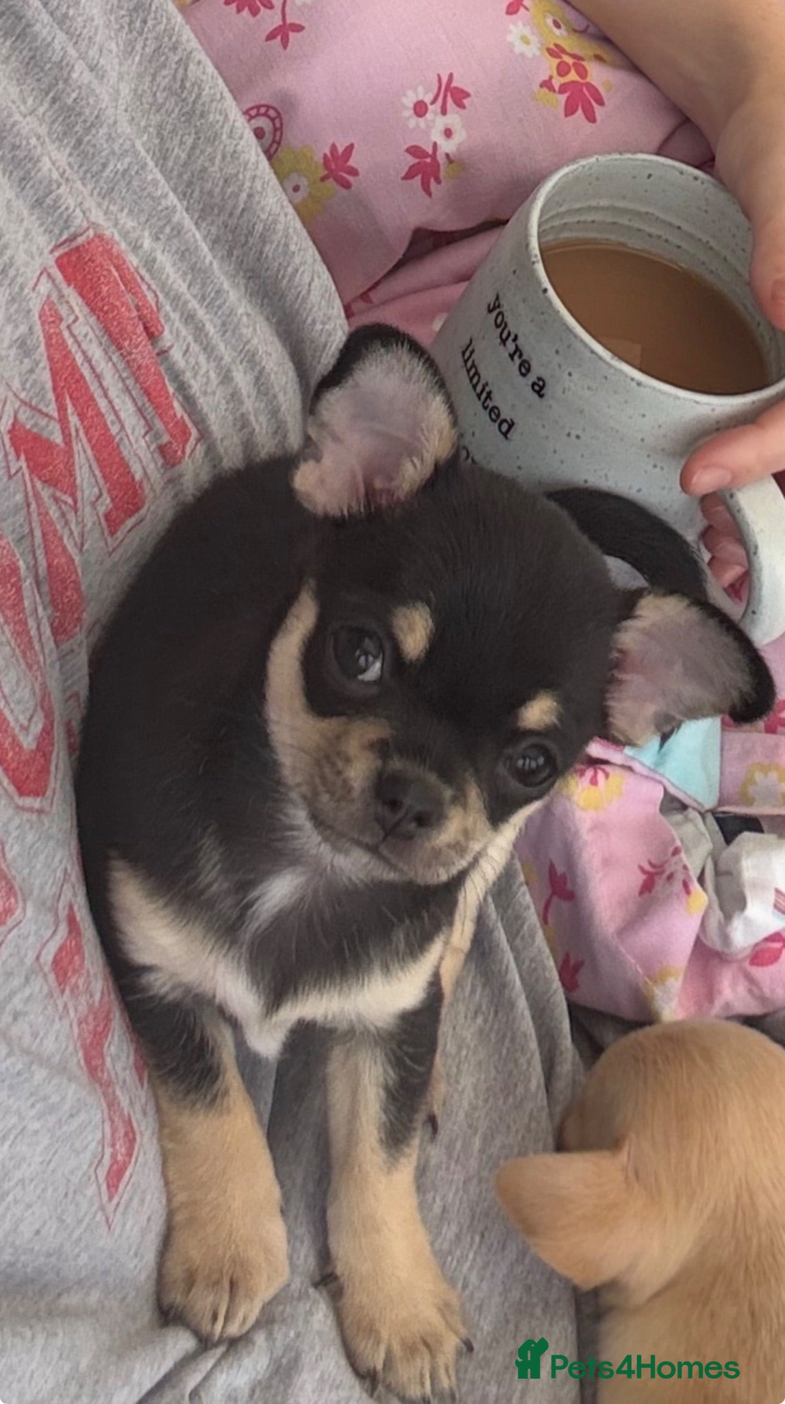 Chihuahua dogs Blue kennel registered pedigree blue chihuahua - Advert 5