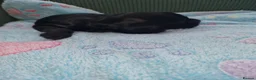 Cocker Spaniel dogs for sale: Cocker spaniel puppy's  - Advert 4
