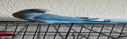 Ringnecks birds for sale: Female IRN for sale - Advert 3