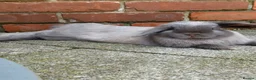 Mini Lop rabbits for sale: Smoke pearl doe available  - Advert 2
