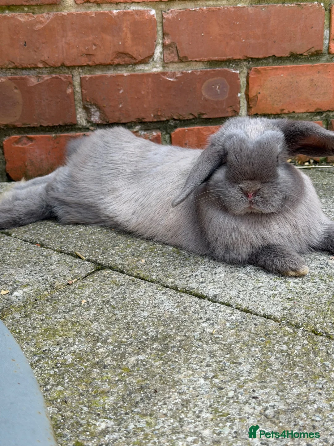 Mini Lop rabbits for sale: Smoke pearl doe available  - Advert 2