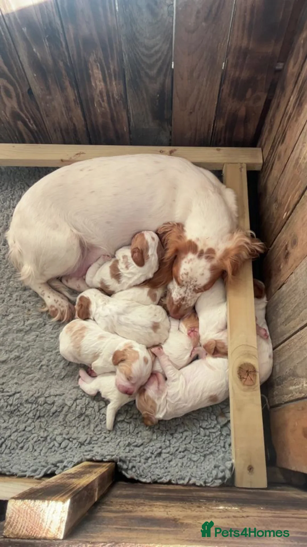 Cocker Spaniel dogs for sale: Gorgeous Cocker Spaniel Boys Left for nice homes in London - Advert 2