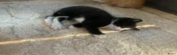 Mixed Breed cats for sale: Kittens - Advert 2
