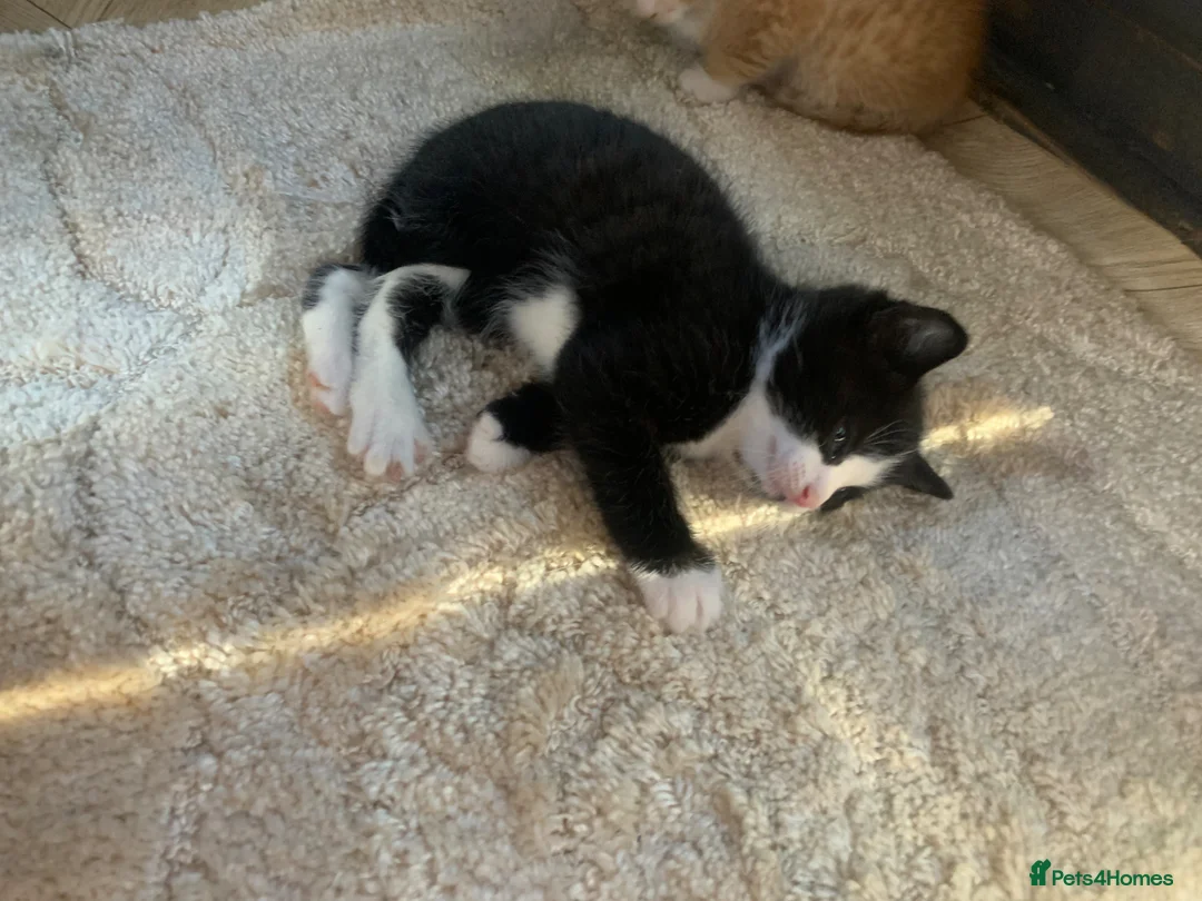 Mixed Breed cats for sale: Kittens - Advert 2