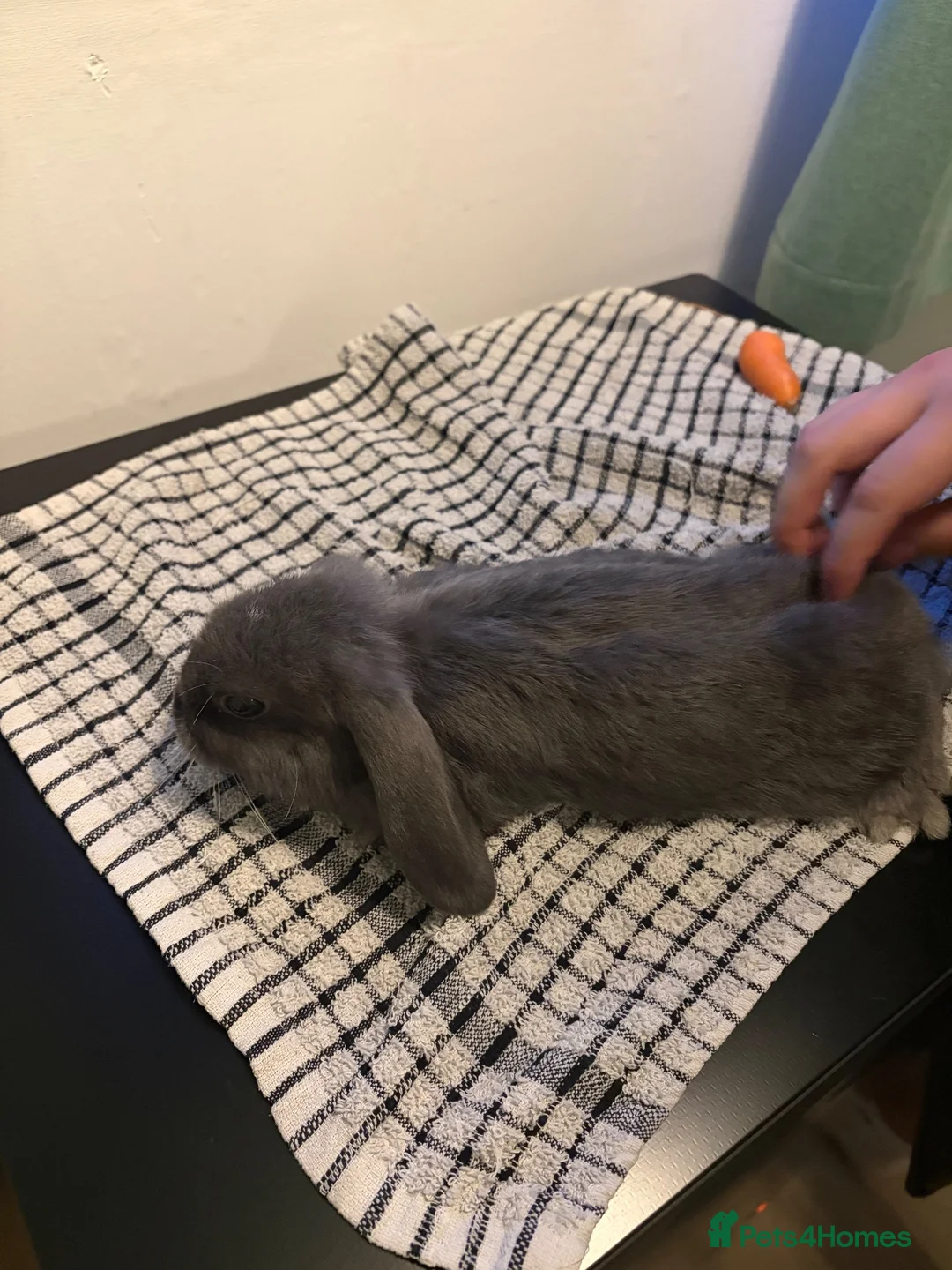 Mini Lop rabbits for sale: Baby rabbits  - Advert 12