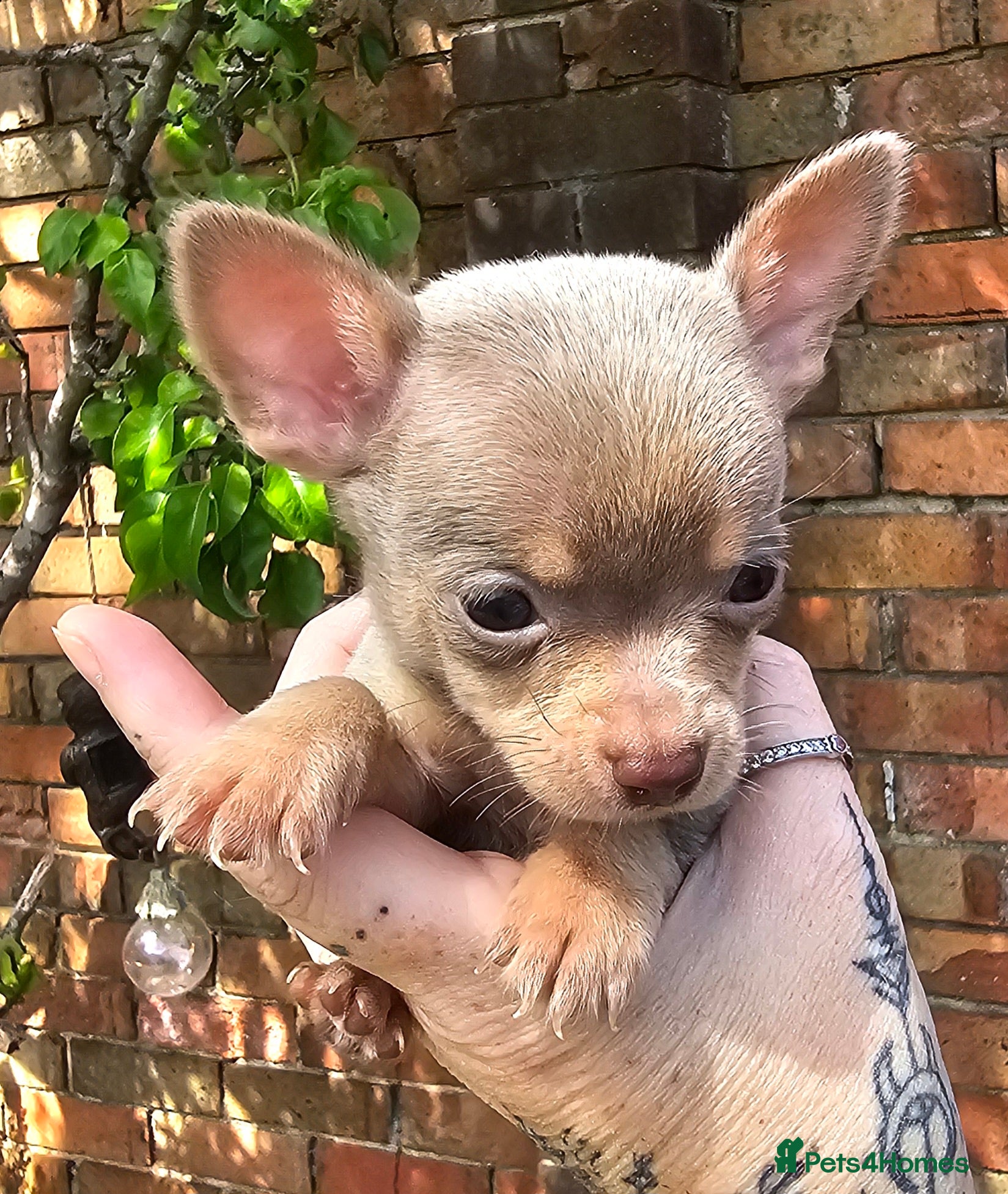 Chihuahua dogs Beautiful Short-haired chihuahua puppies   - Advert 1