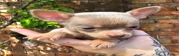 Chihuahua dogs for sale: Beautiful Short-haired chihuahua puppies  - Advert 9