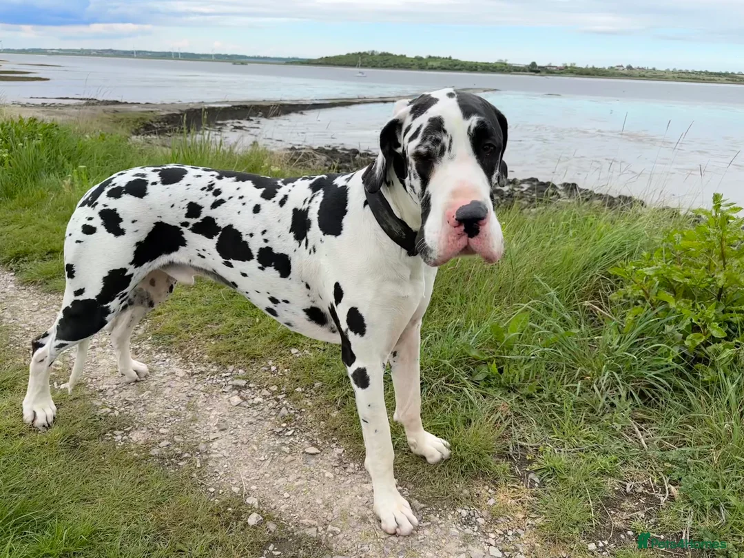 Great Dane dogs for stud: Karl the Great Dane for stud  in London - Advert 7