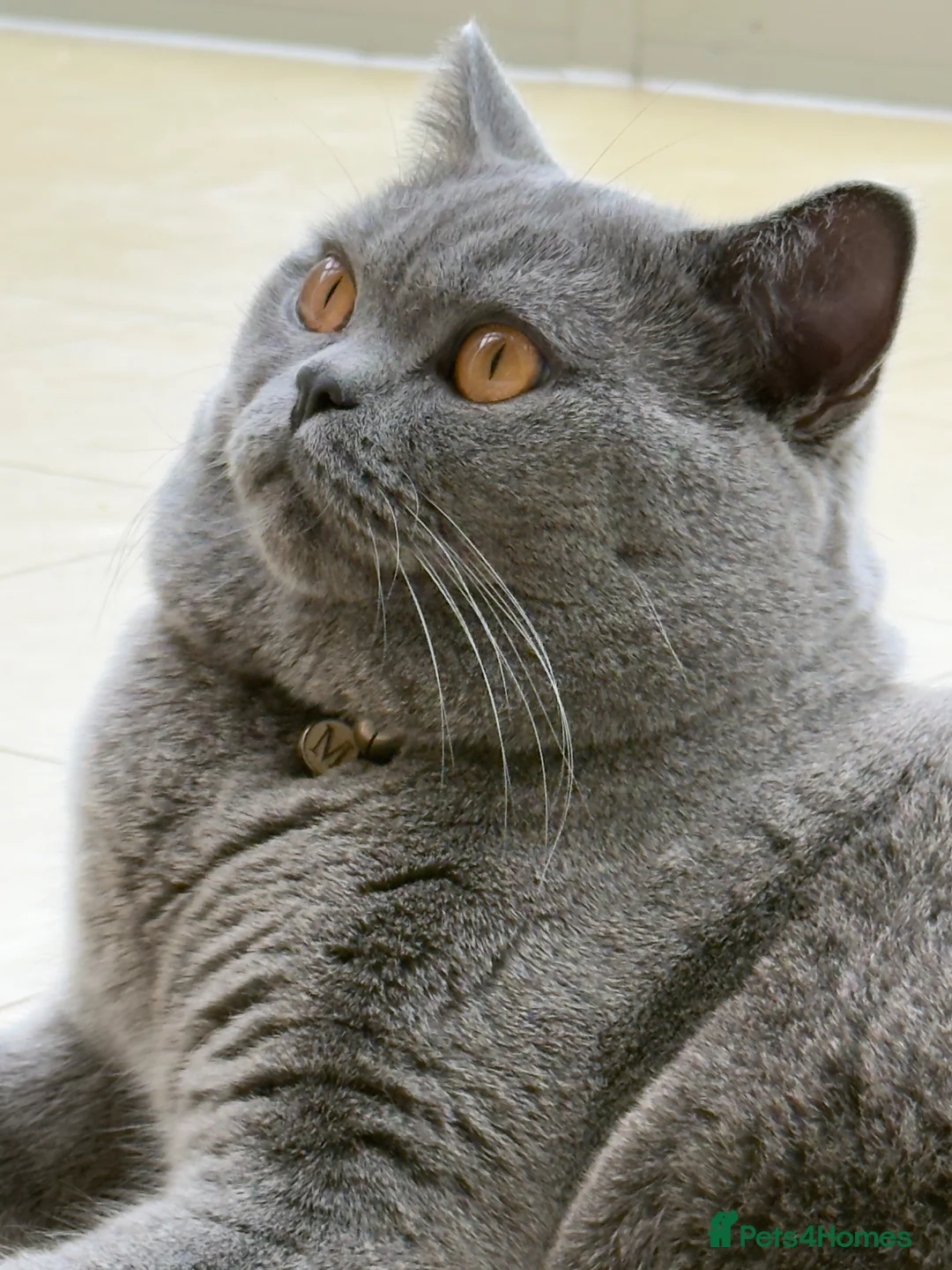 British Shorthair cats for sale: MILO BLUE BRITISH SHORTHAIR in Birmingham - Advert 2