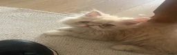Persian cats for sale: Beautiful Persian kittens - Advert 4
