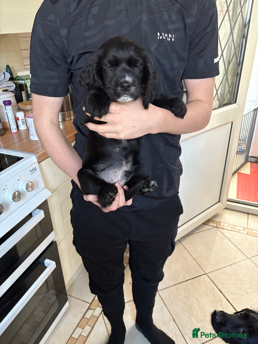 Cocker Spaniel dogs for sale: 2 Black and White Cocker Spaniel Pups - Advert 4
