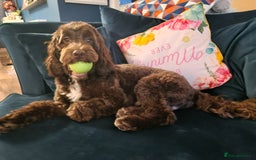 Cockapoo dogs for sale: MALE Cockapoo for sale - Image 21