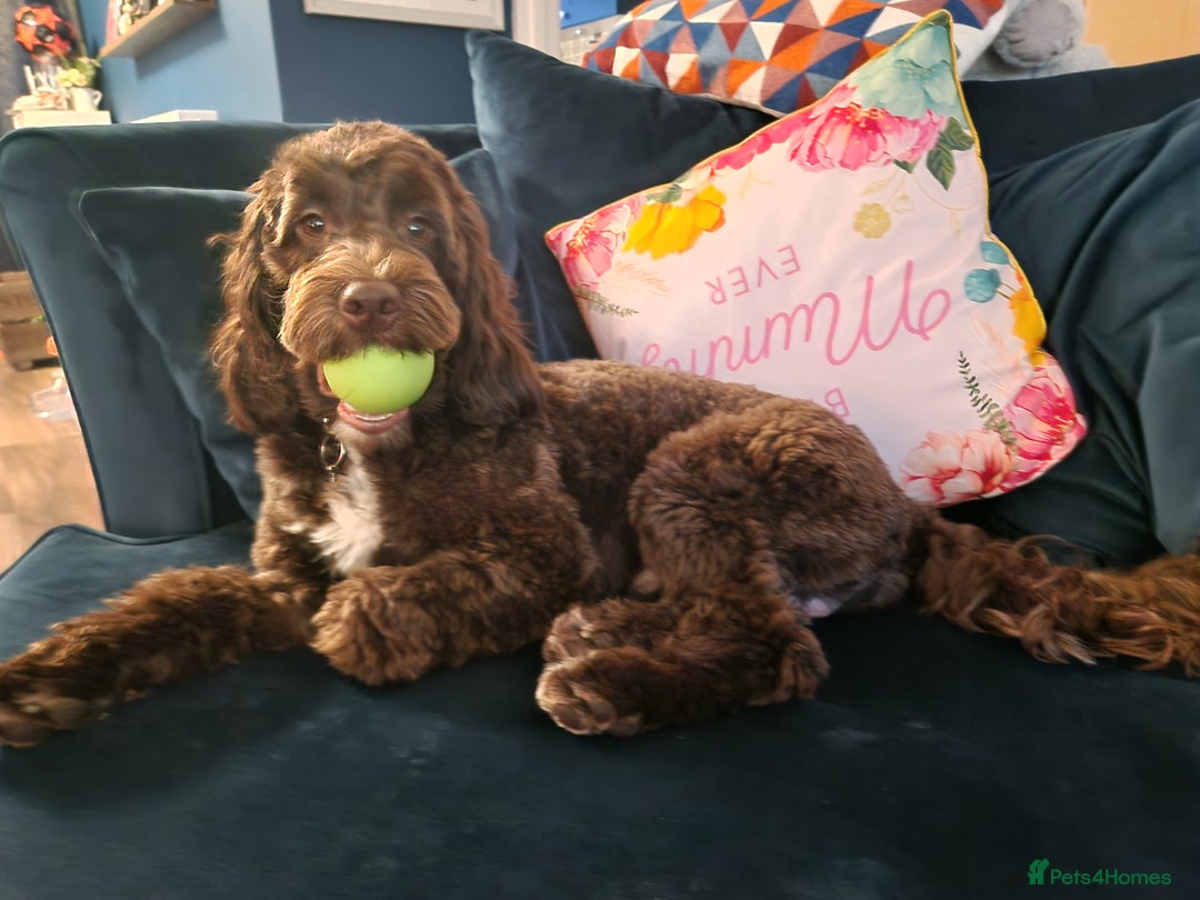 Cockapoo dogs for sale: MALE Cockapoo for sale - Image 21