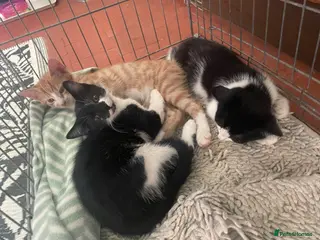 Mixed Breed cats Beautiful kittens ready for their forever homes - Advert 1