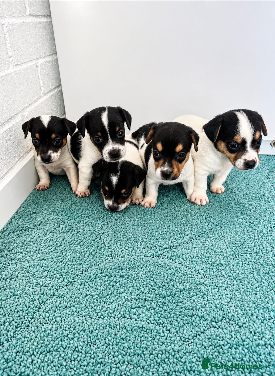 Jack Russell dogs Jack Russell Puppies Tri Coloured  - Advert 1