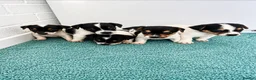 Jack Russell dogs for sale: Jack Russell Puppies Tri Coloured  - Advert 1