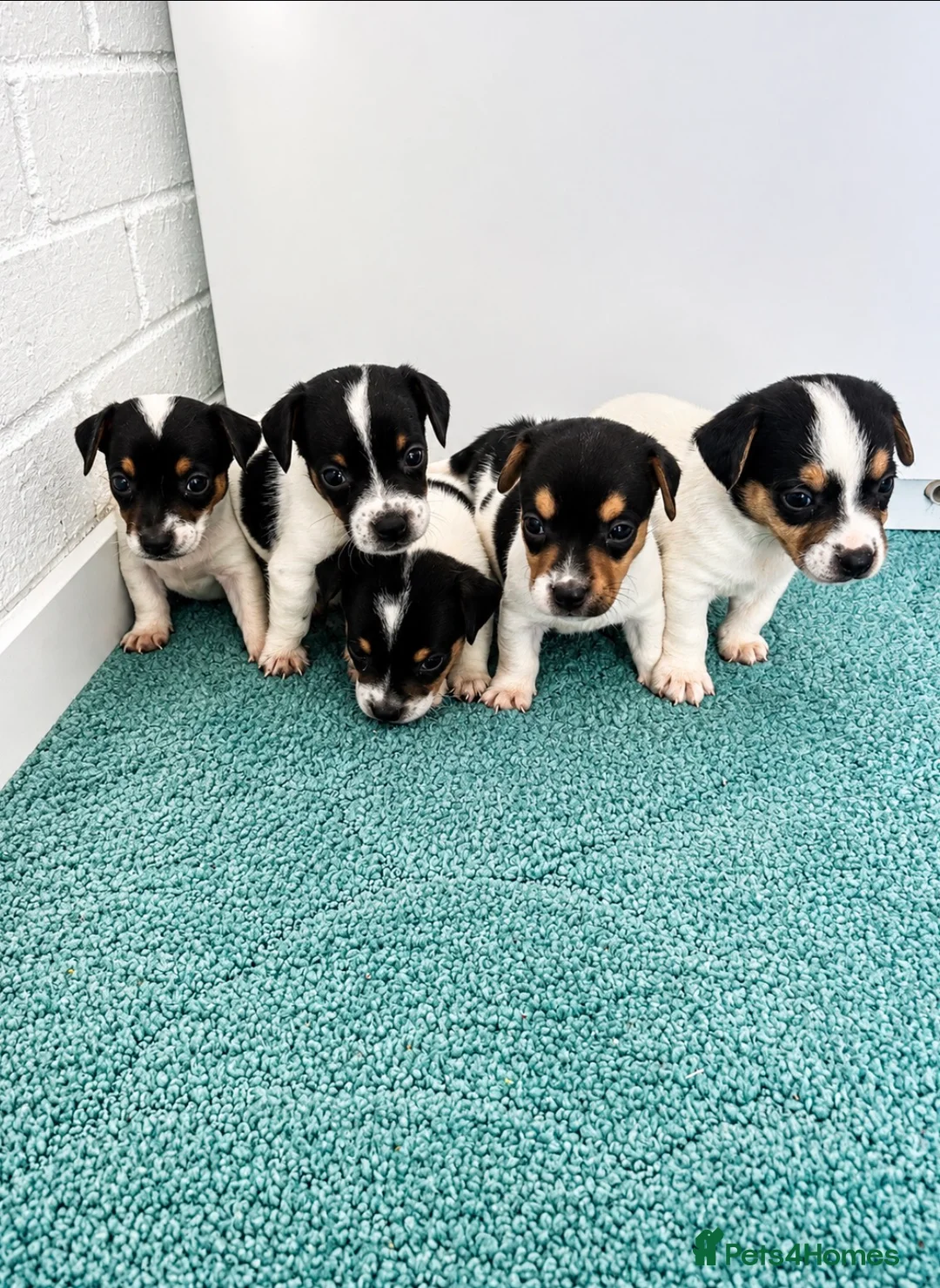 Jack Russell dogs for sale: Jack Russell Puppies Tri Coloured  - Advert 1