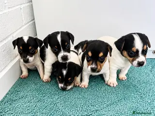 Jack Russell dogs Jack Russell Puppies Tri Coloured - Advert 1